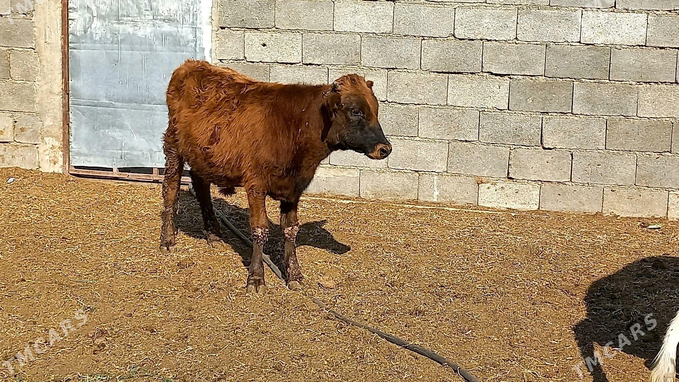 Bakimlik okuz. - Aşgabat - img 2