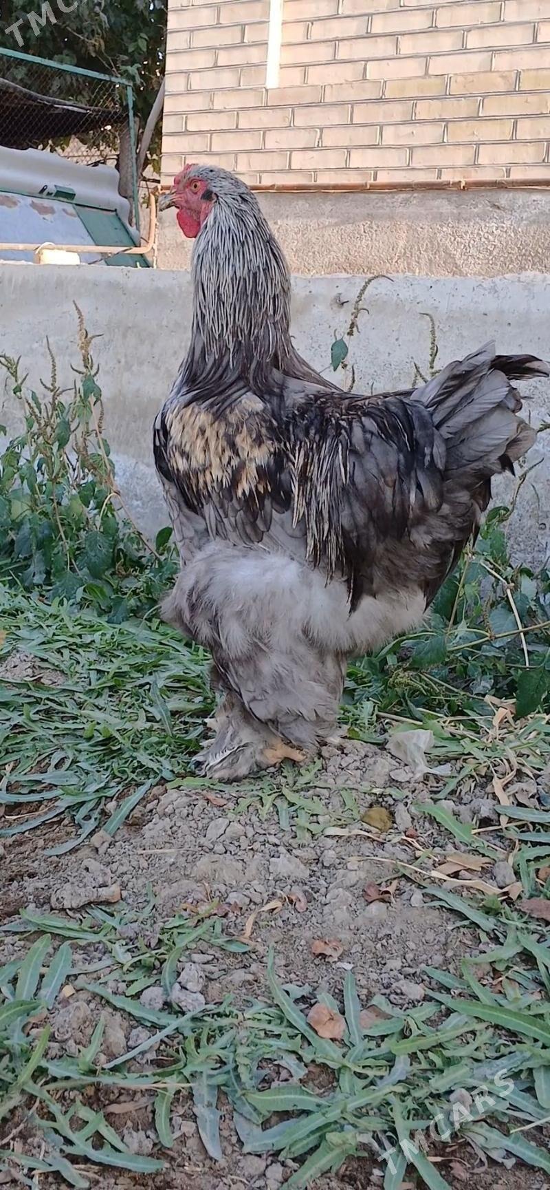 byrama - Мары - img 2