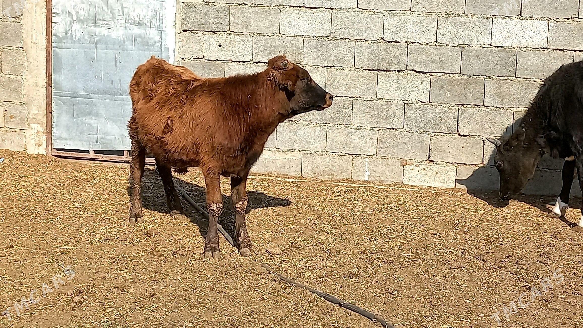 Bakimlik okuz. - Aşgabat - img 3