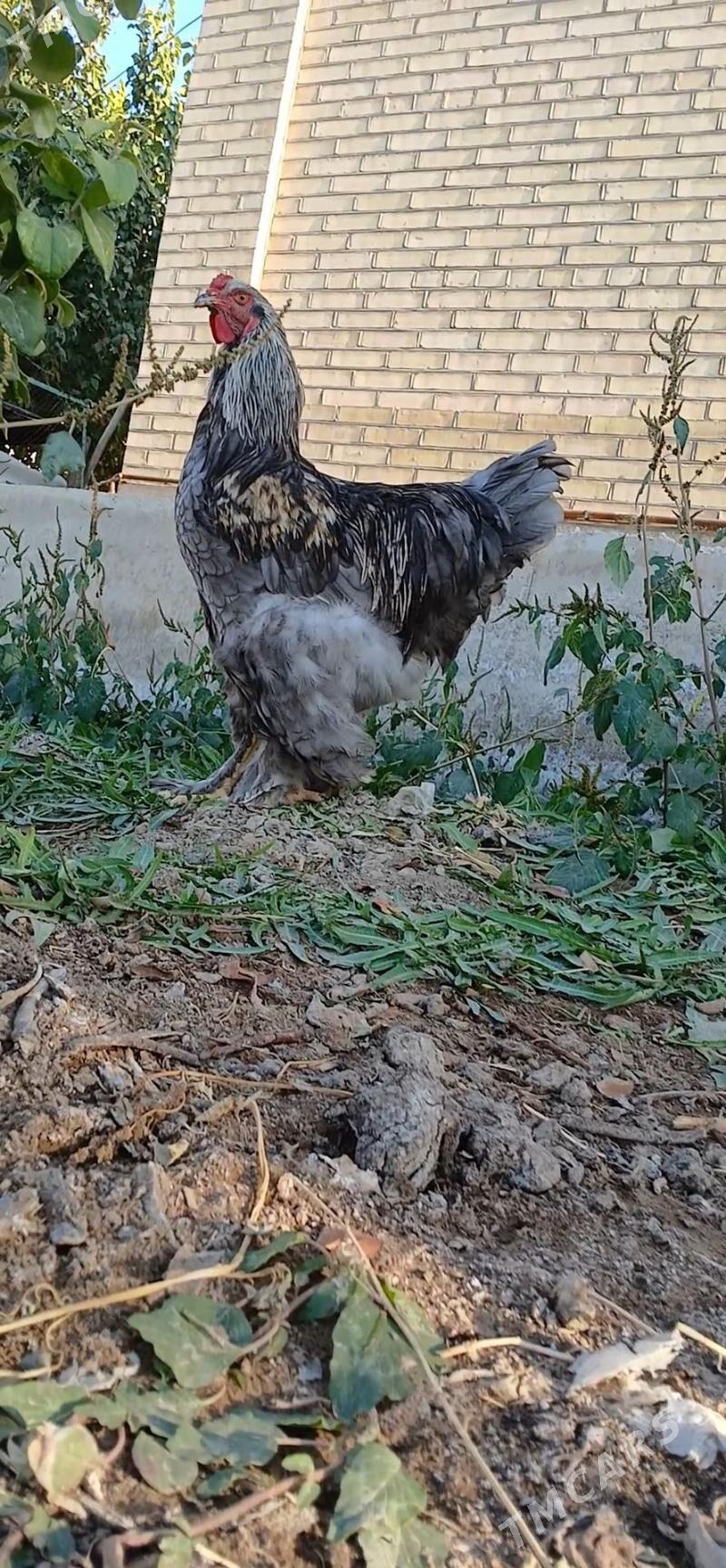 byrama - Мары - img 5