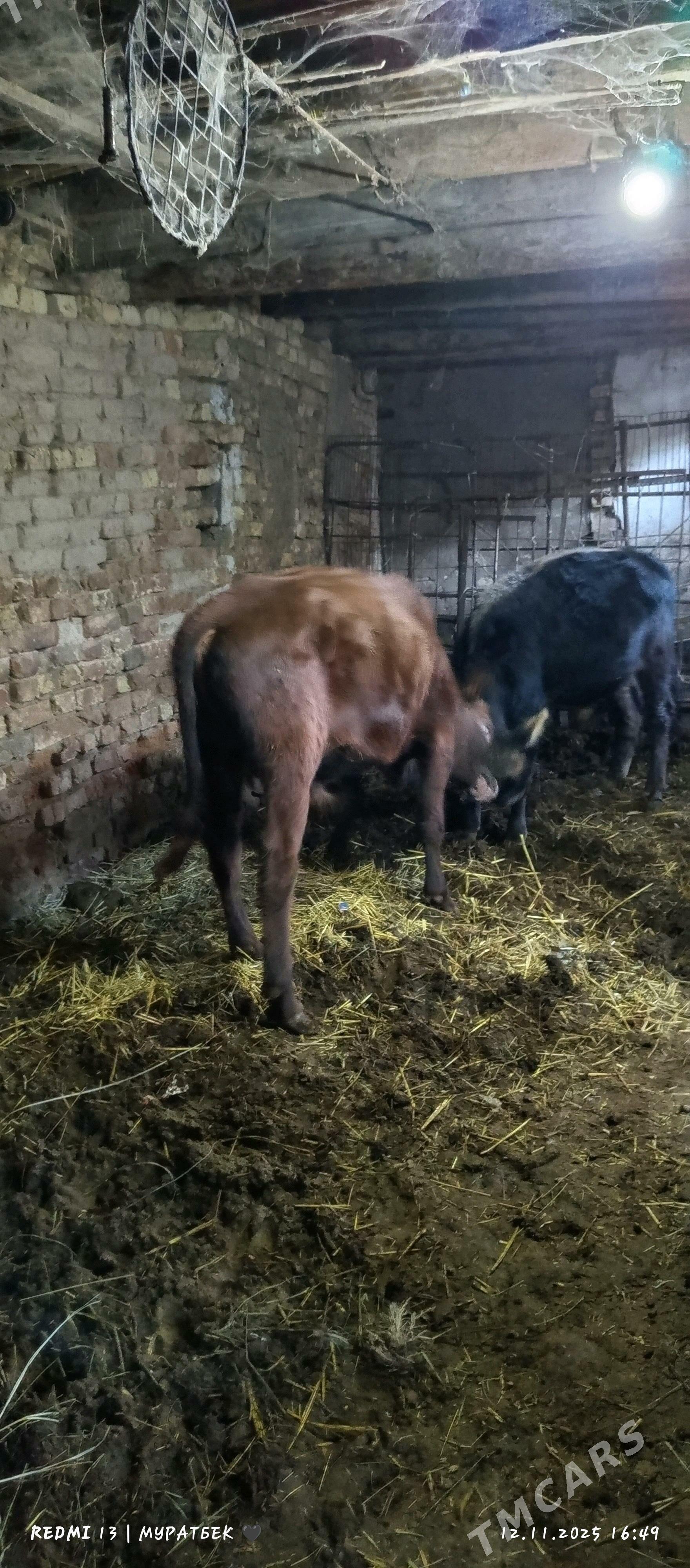 2 sany öküz - Туркменабат - img 5