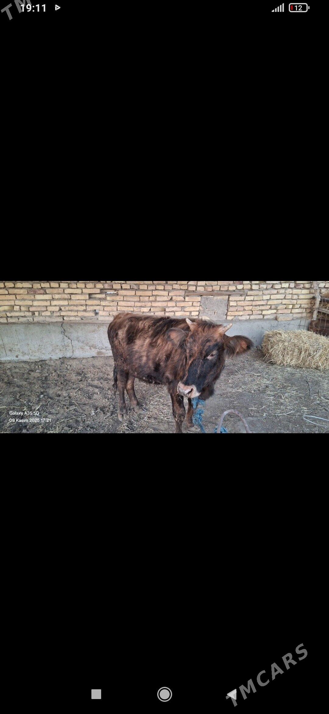 gunajyn - Çärjew - img 2