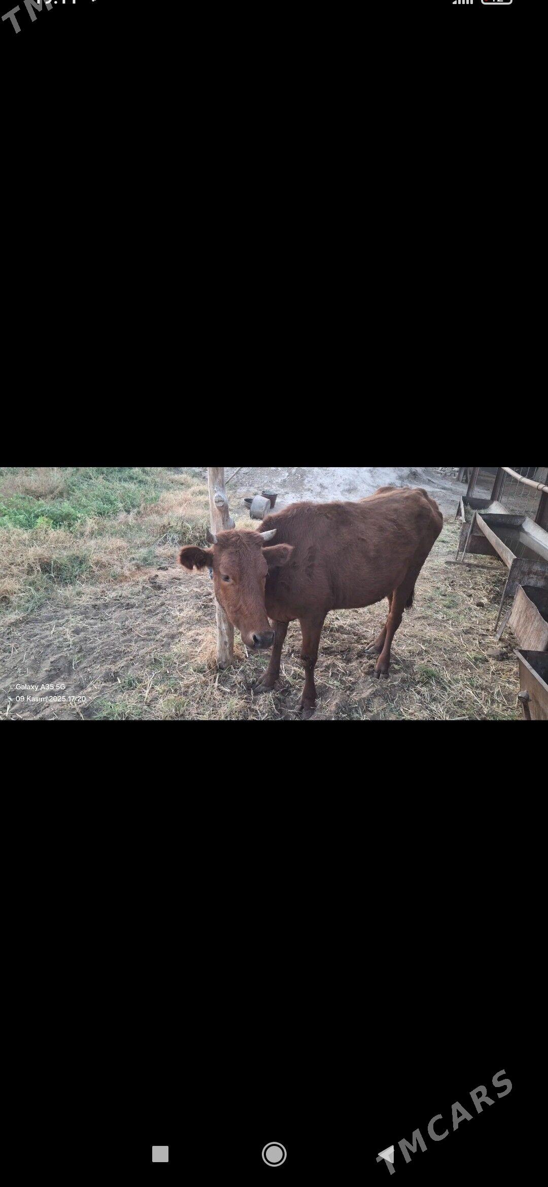 gunajyn - Çärjew - img 1