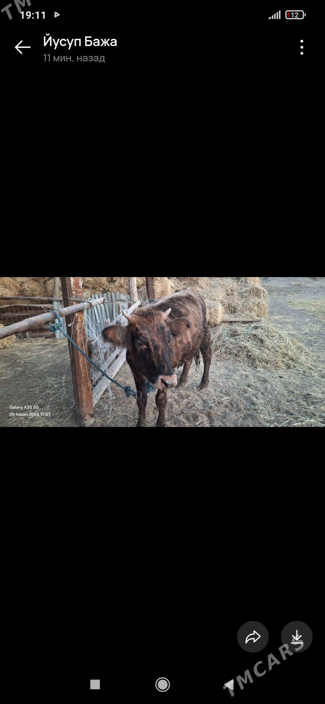 gunajyn - Çärjew - img 3