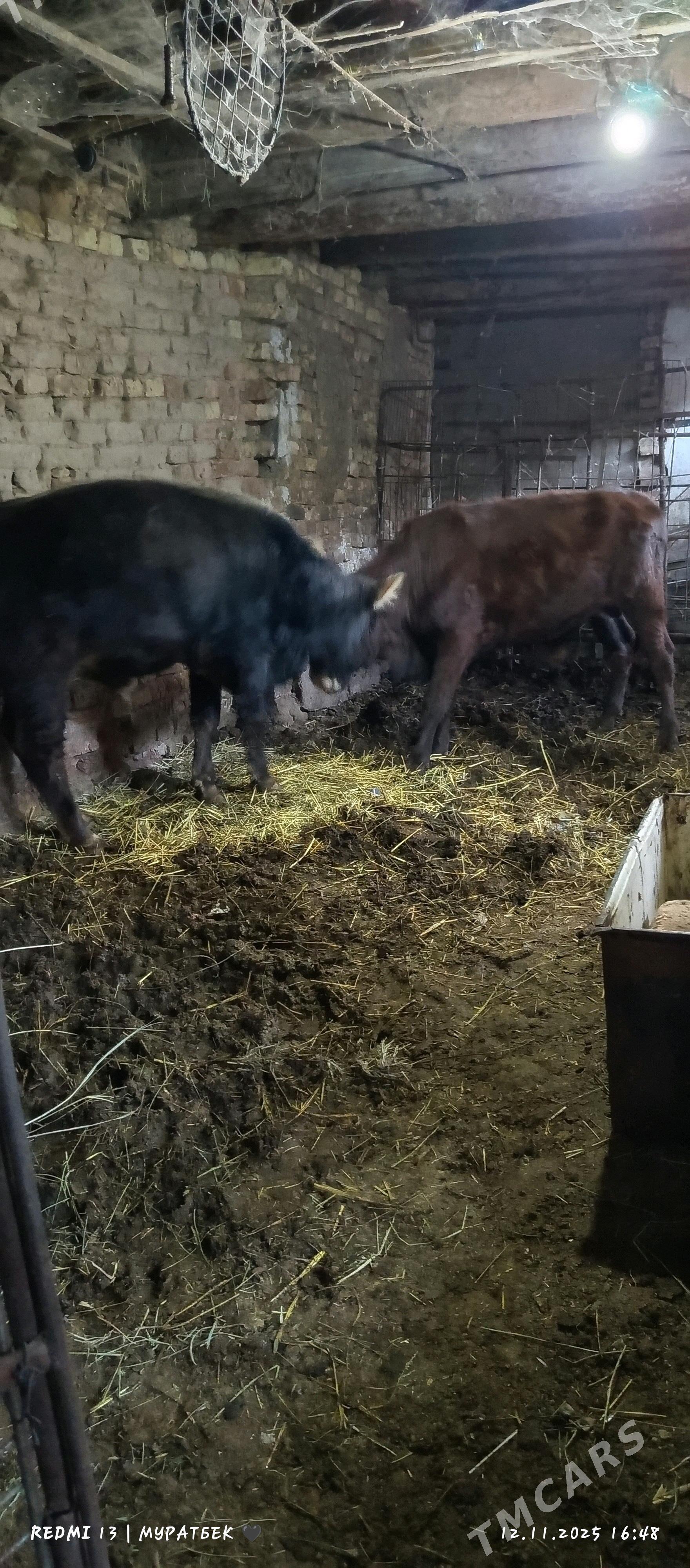 2 sany öküz - Туркменабат - img 7