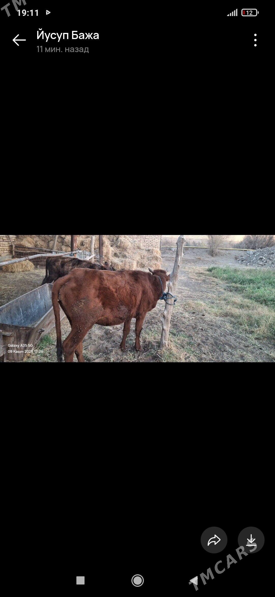 gunajyn - Çärjew - img 4