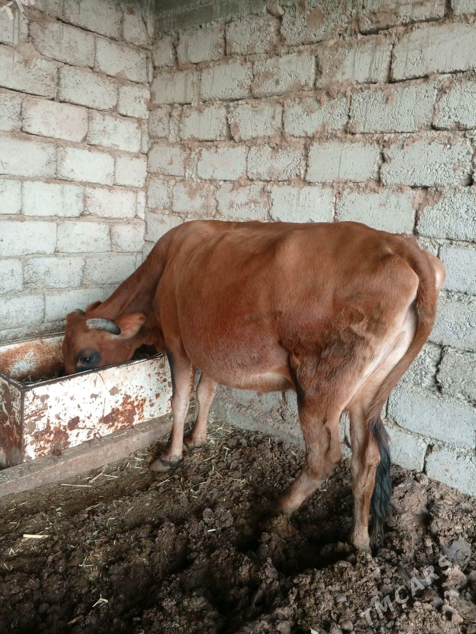 sygyr - Яшлык - img 2