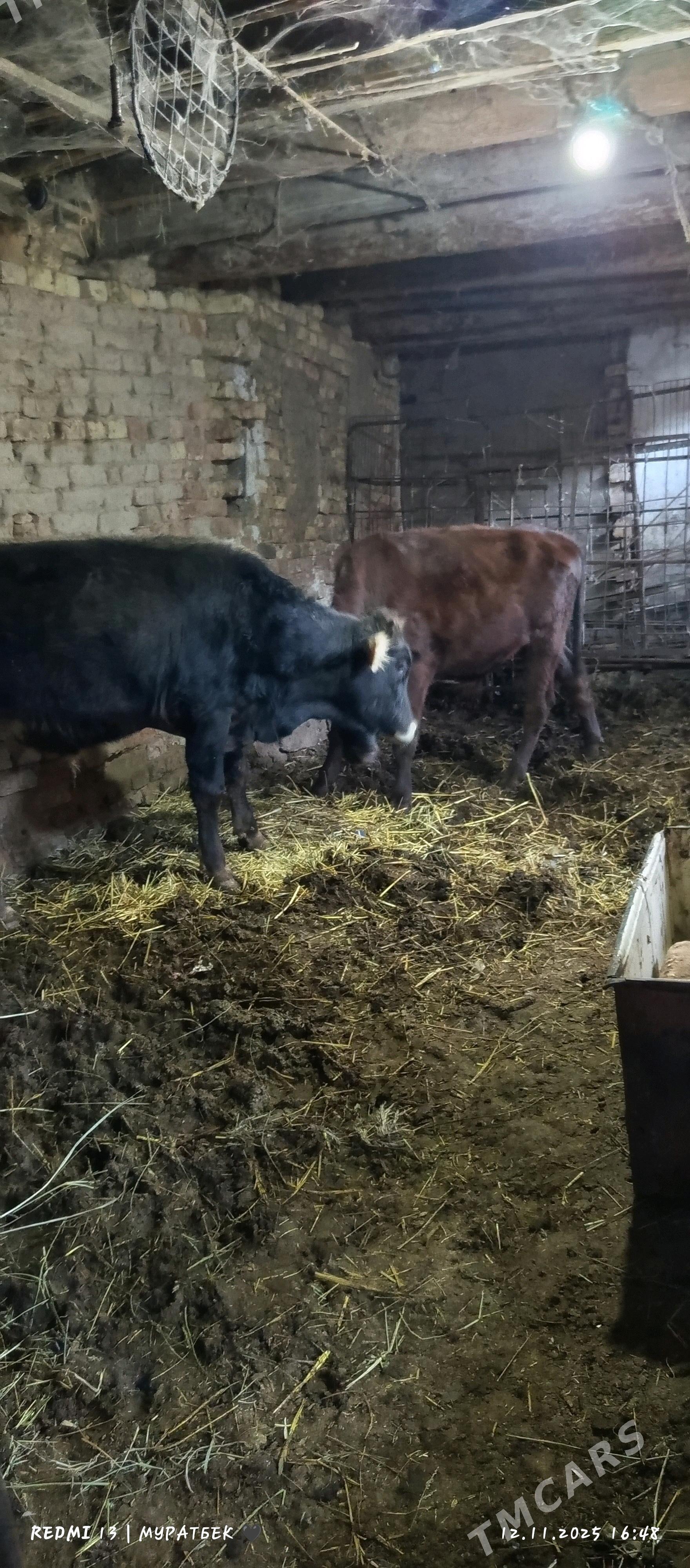 2 sany öküz - Туркменабат - img 8