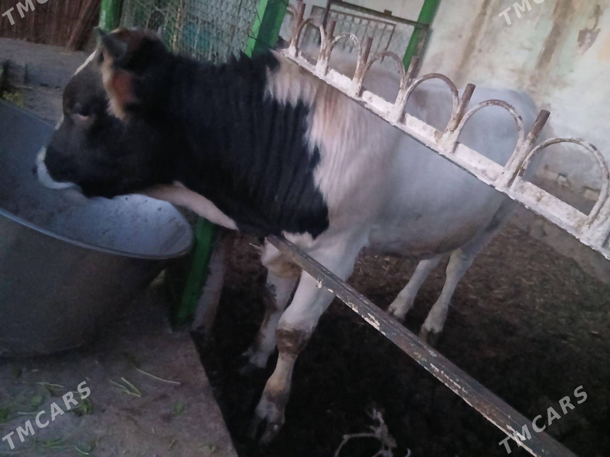 gole - Garadamak Şor - img 1