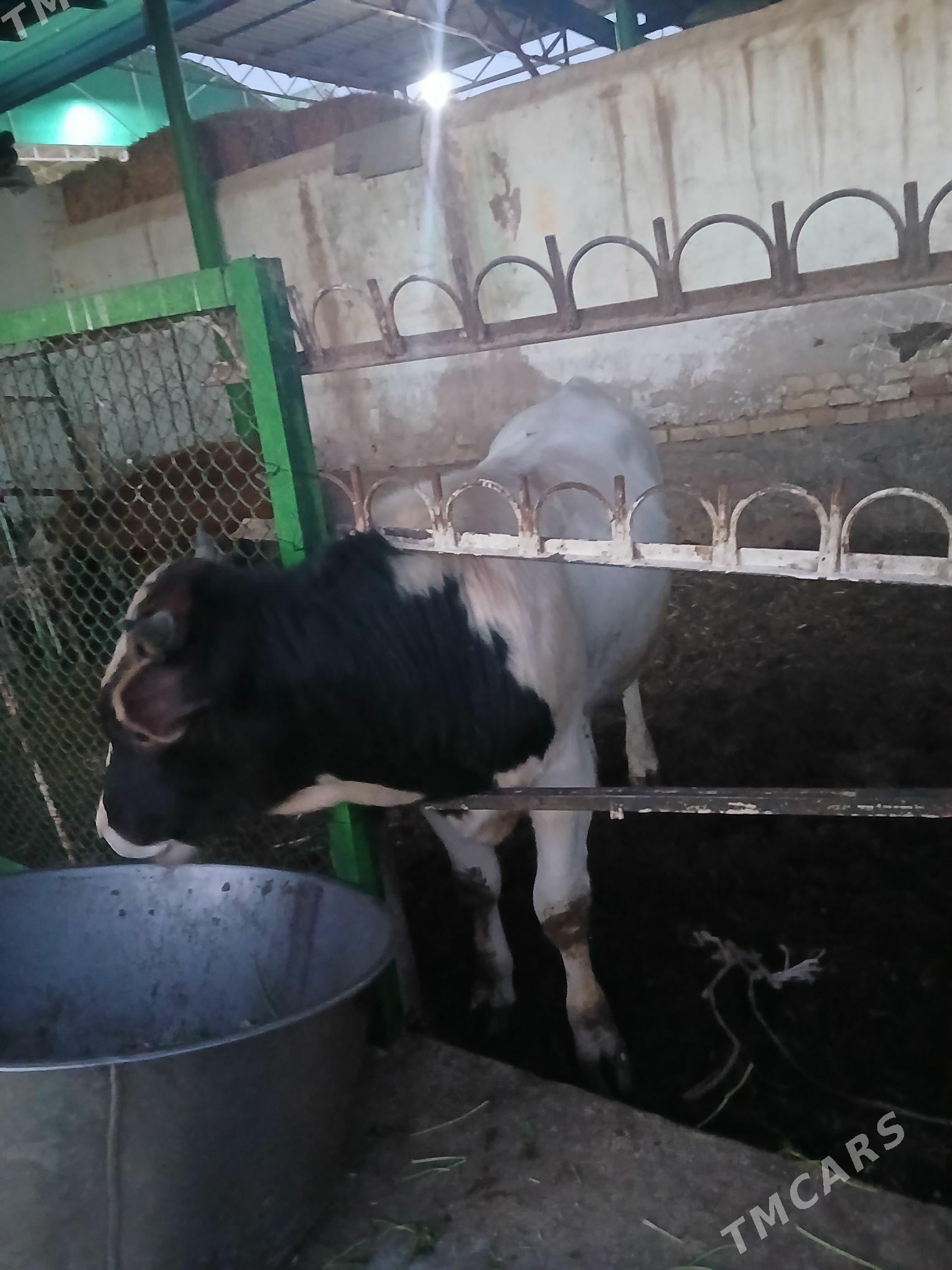 gole - Garadamak Şor - img 3