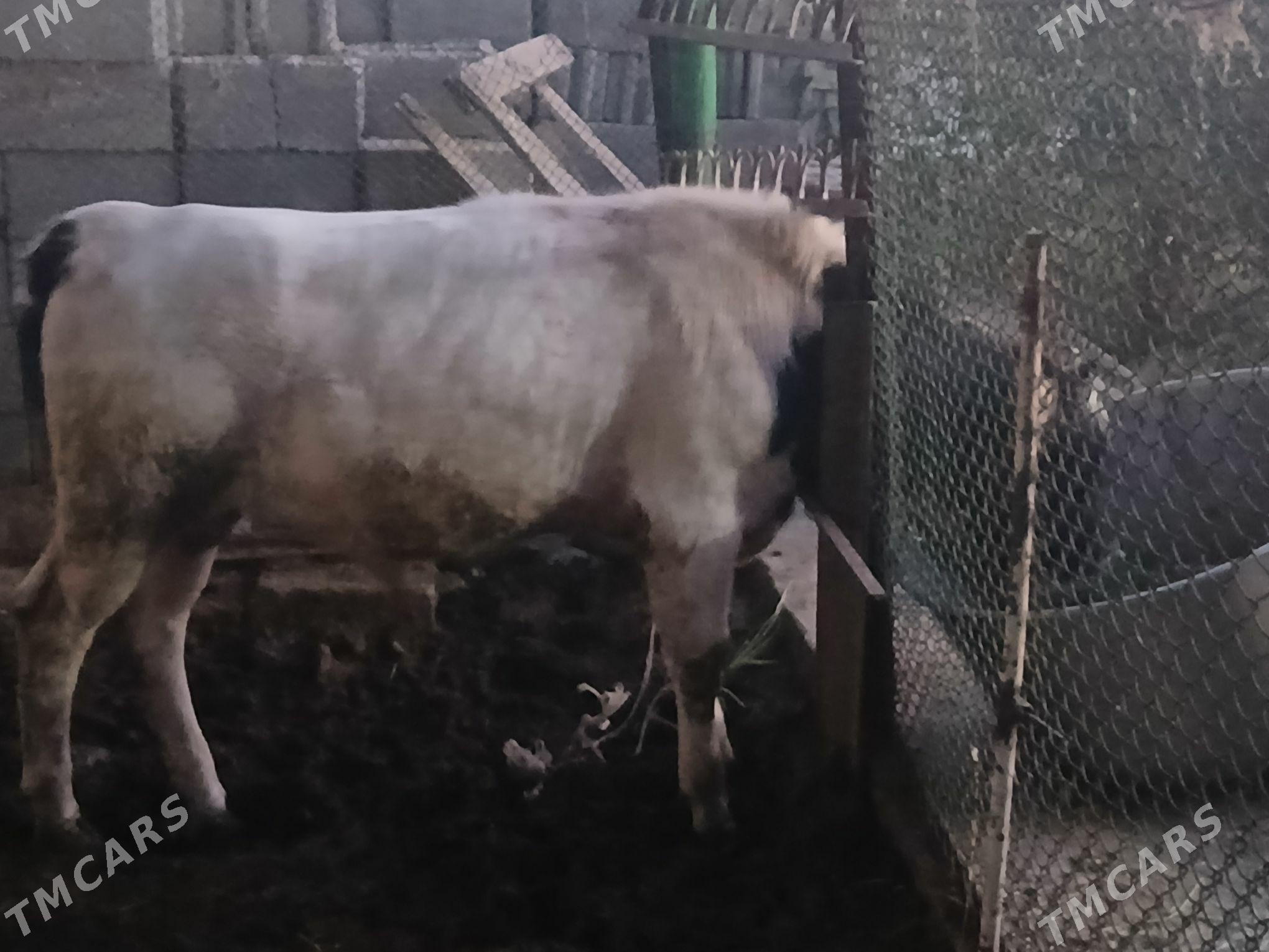 gole - Garadamak Şor - img 4