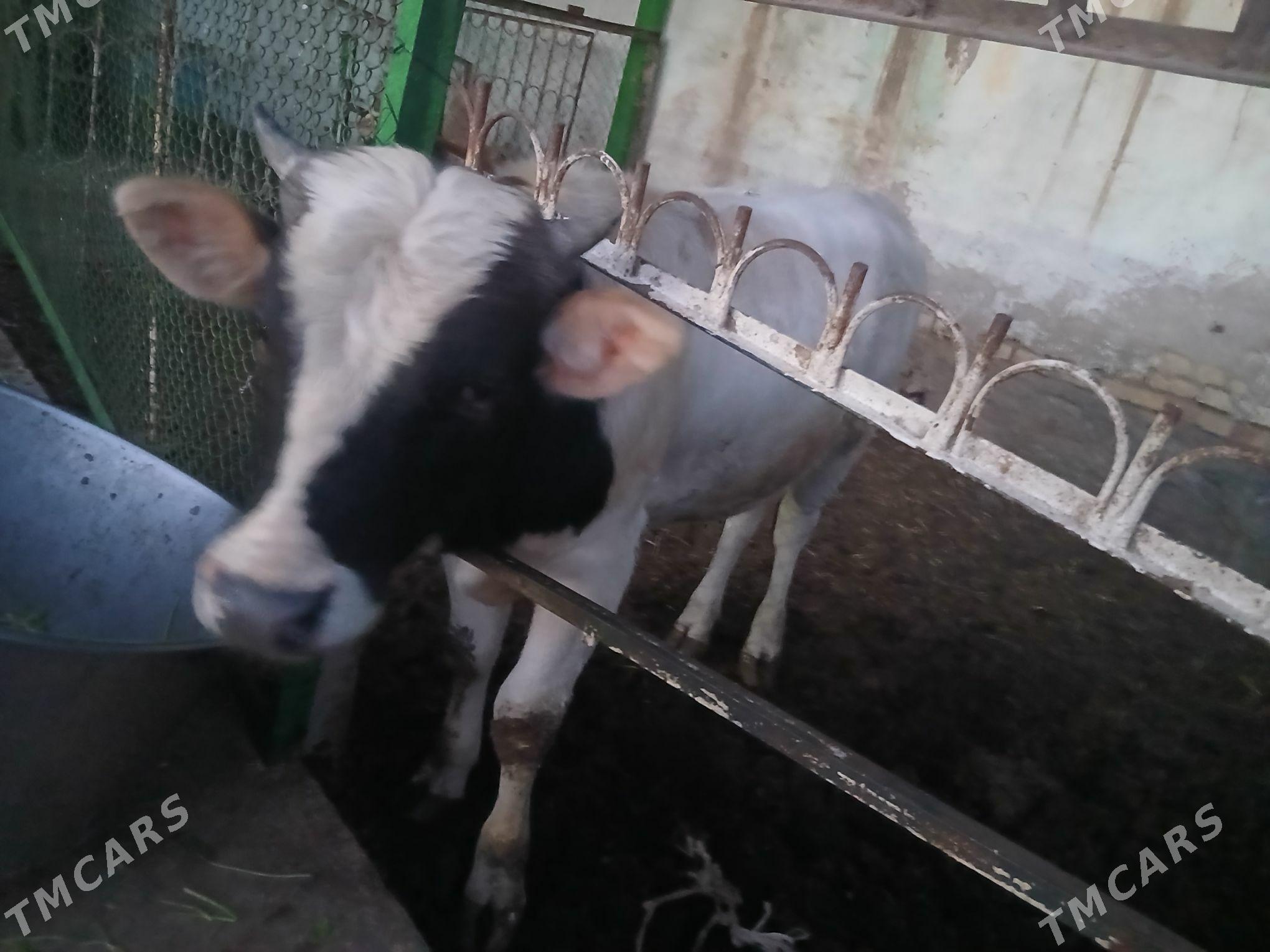 gole - Garadamak Şor - img 2