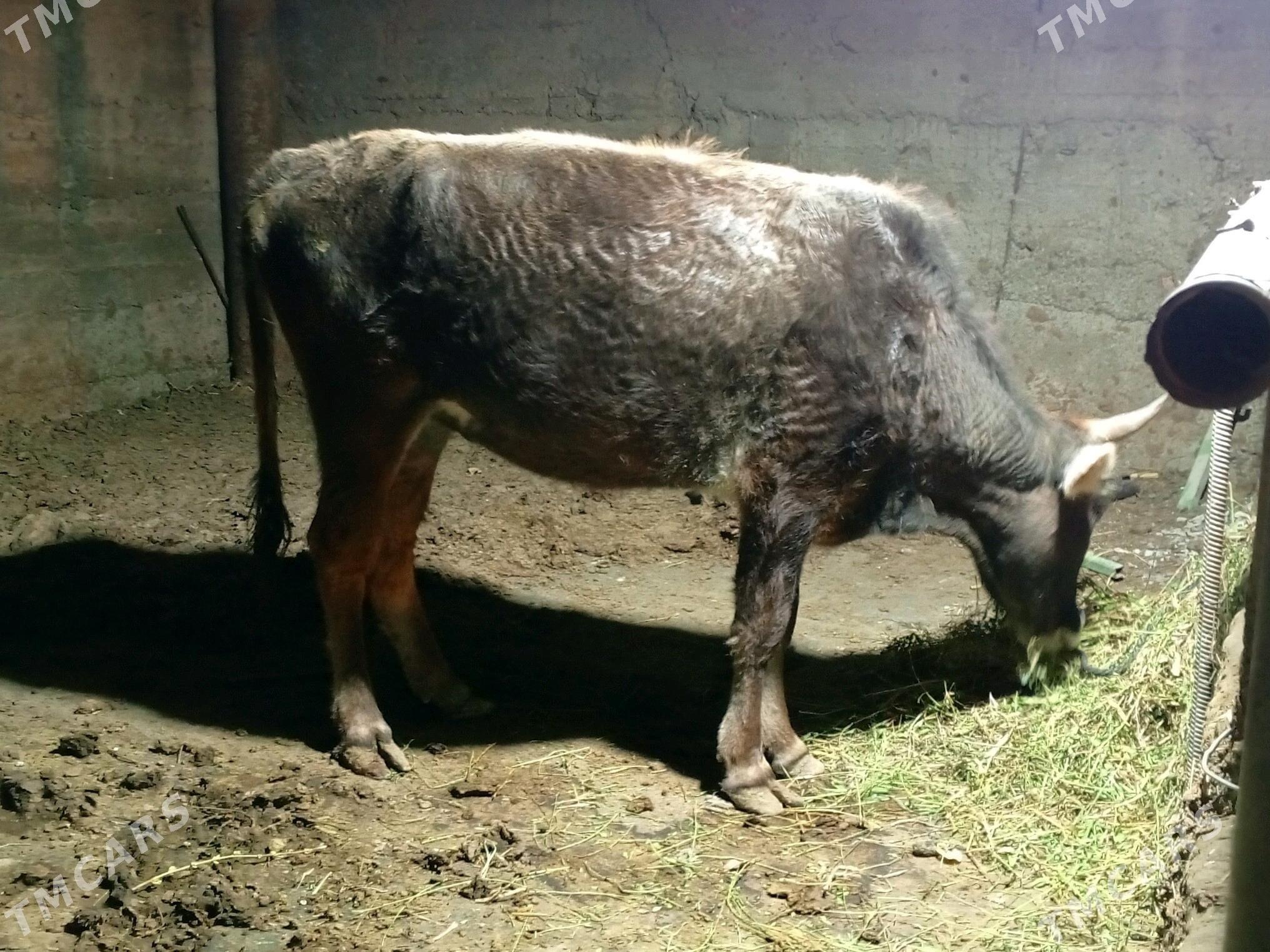 bogoz sygyr - Gökdepe - img 4