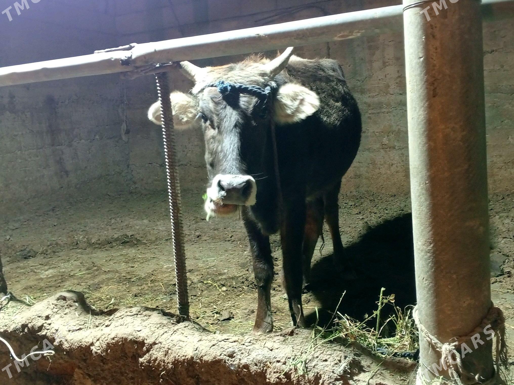 bogoz sygyr - Gökdepe - img 2