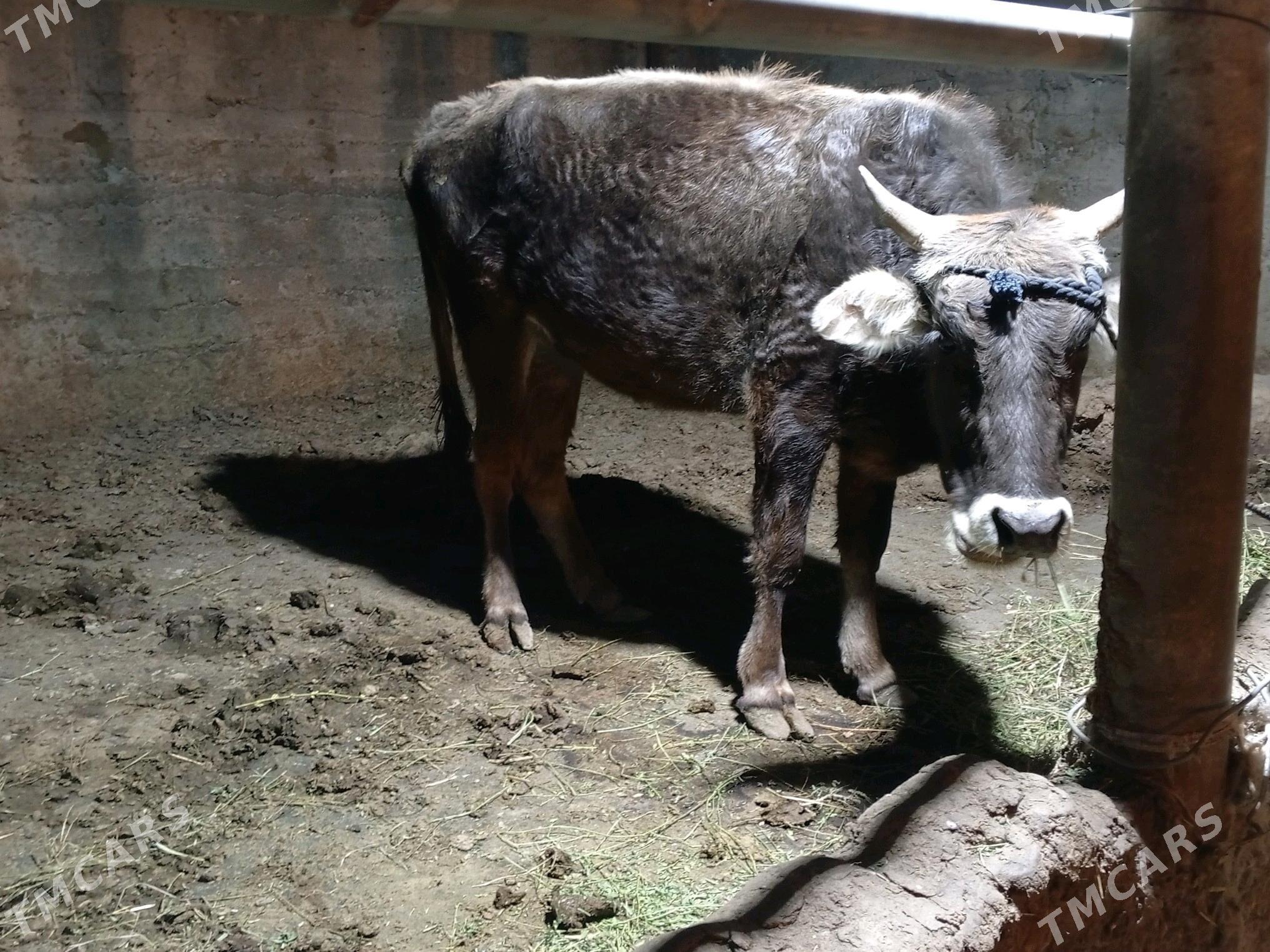 bogoz sygyr - Gökdepe - img 3