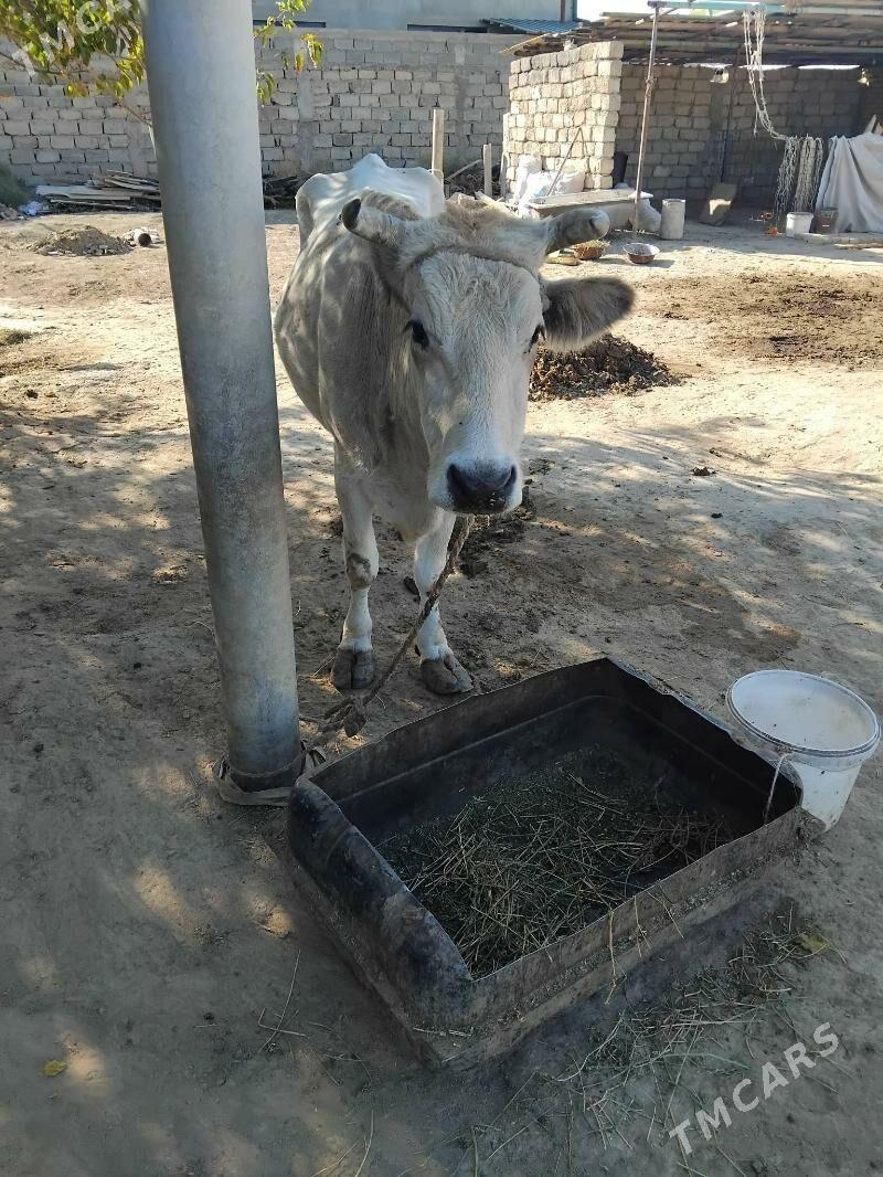 Gysyr sygyr - Анев - img 2