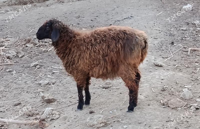 Tokly - Гёкдепе - img 3