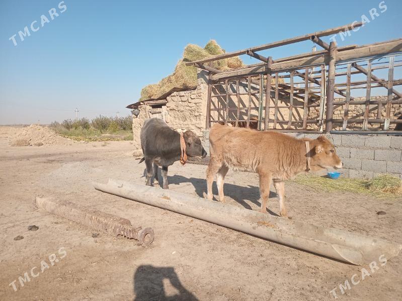 okuzce we tuwe - Gyzylarbat - img 2