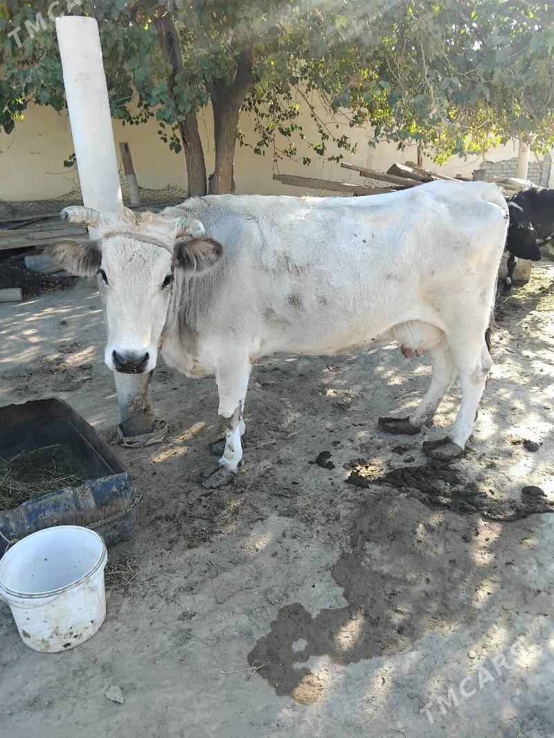 Gysyr sygyr - Анев - img 3