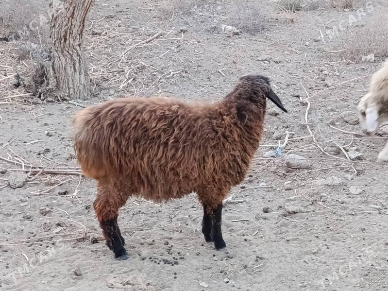 Tokly - Гёкдепе - img 4