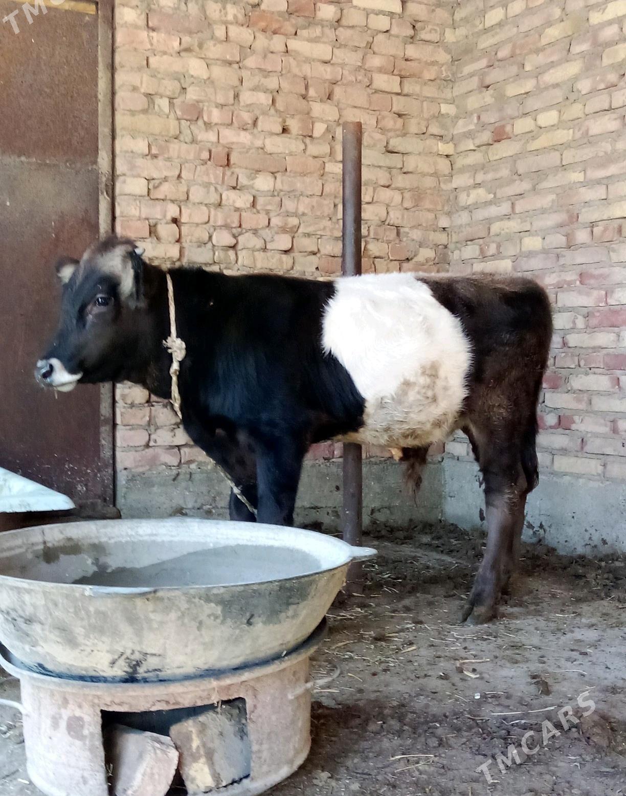 Gibrit Tohum Öküz 8 aýlyk - Gökdepe - img 3