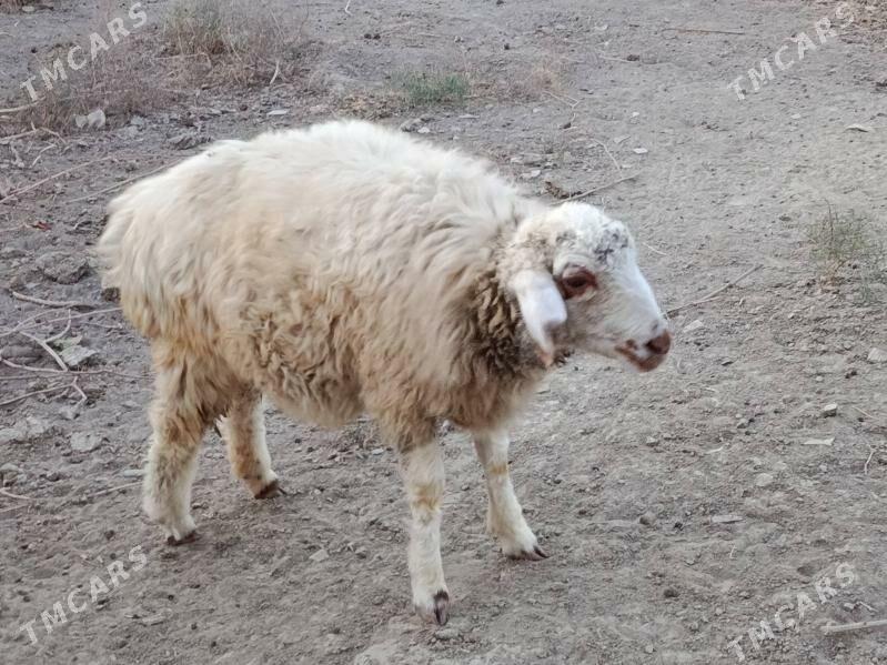 Tokly - Гёкдепе - img 2