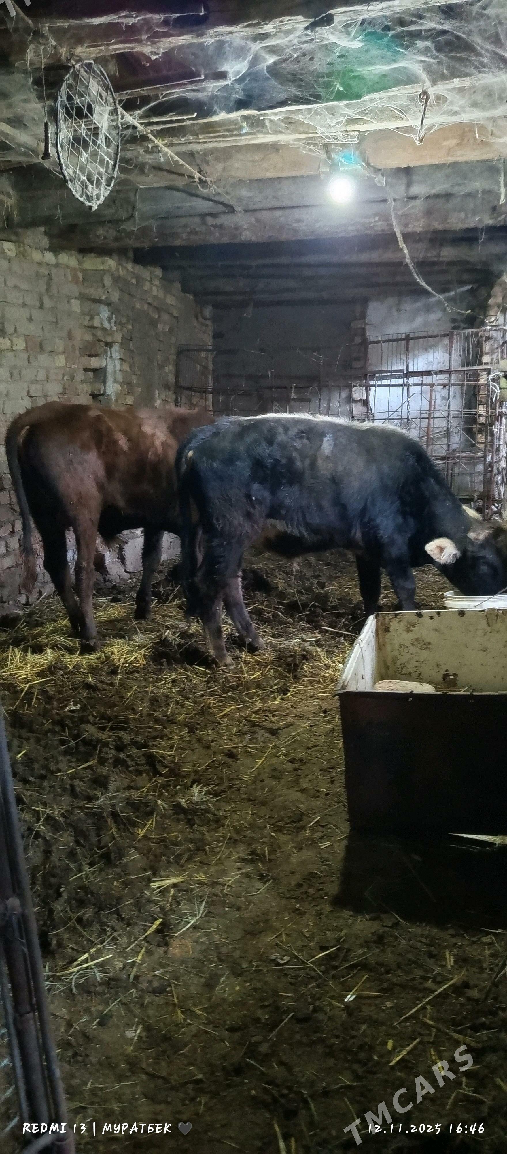 2 sany öküz - Туркменабат - img 10