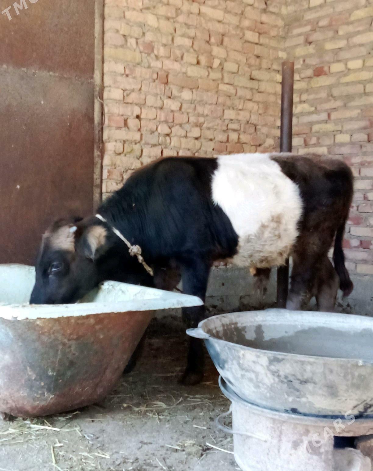 Gibrit Tohum Öküz 8 aýlyk - Gökdepe - img 4