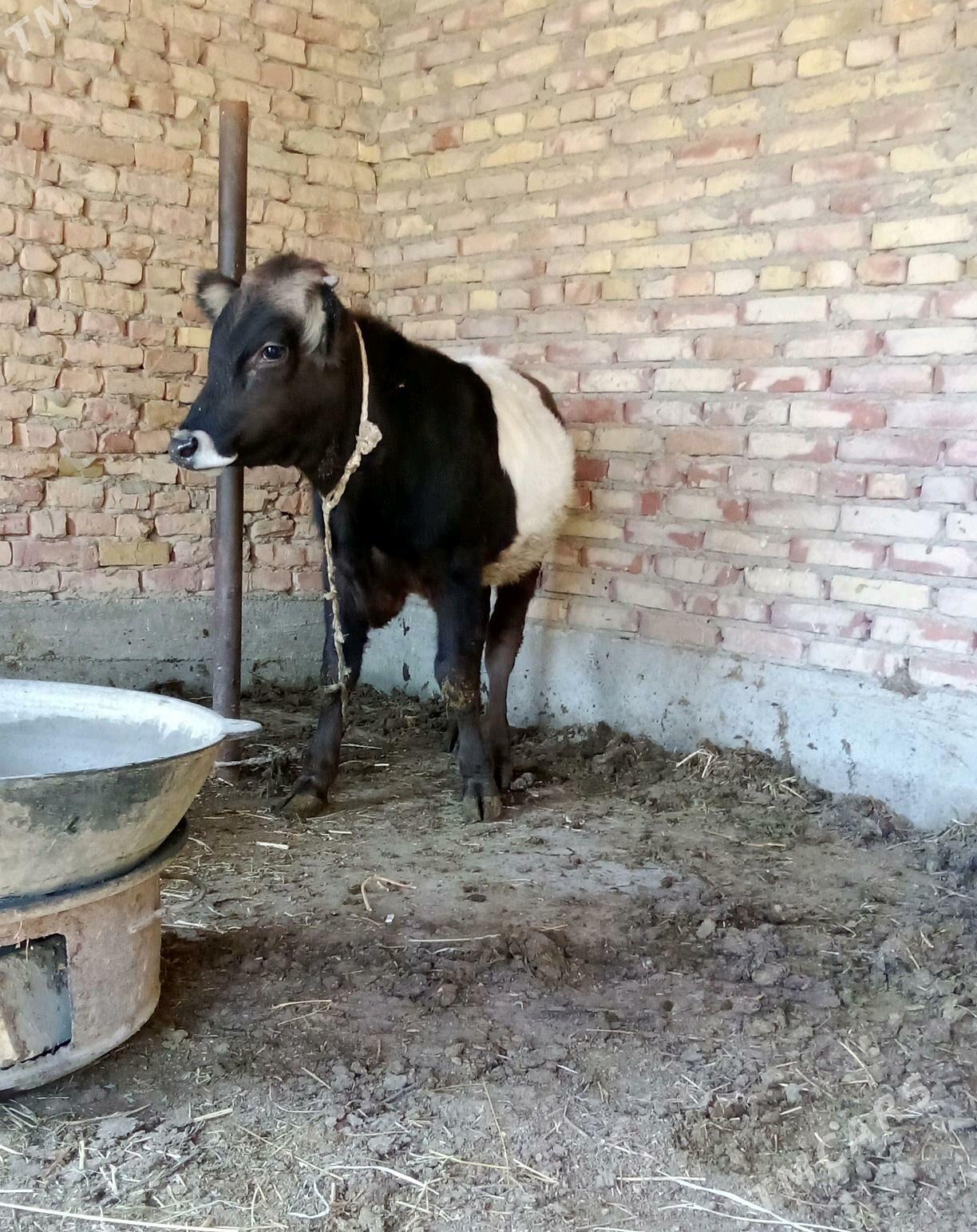 Gibrit Tohum Öküz 8 aýlyk - Gökdepe - img 7