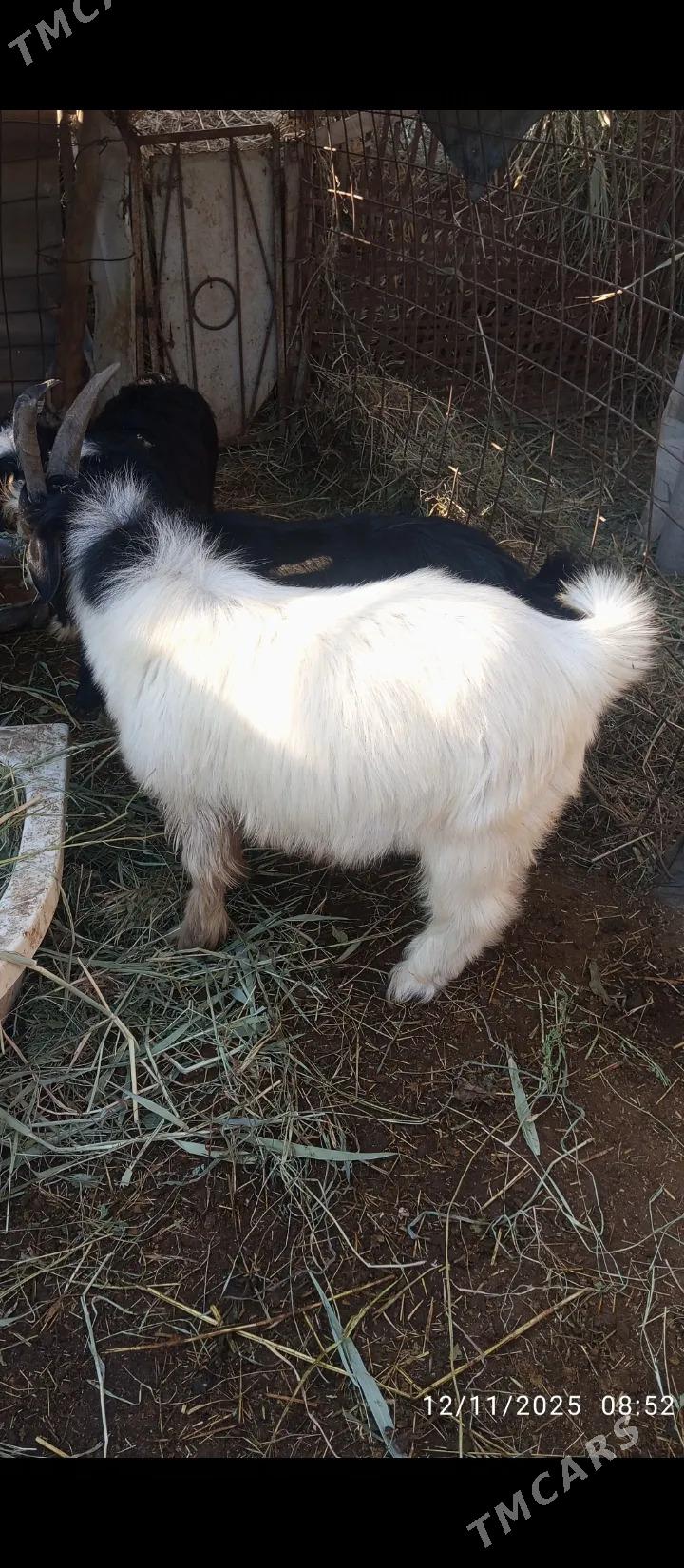 teke - Farap - img 2