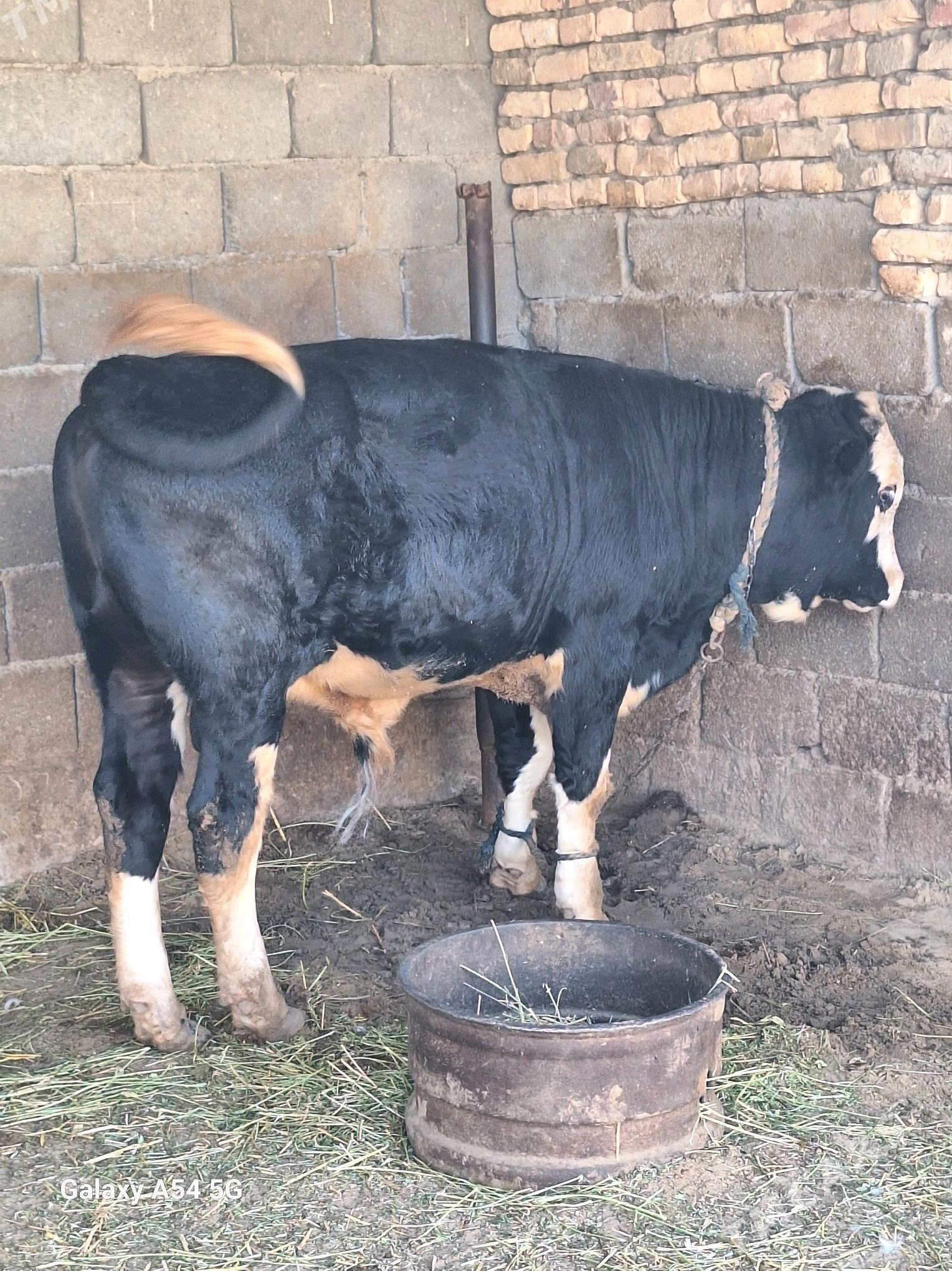 okuz - Gökdepe - img 6