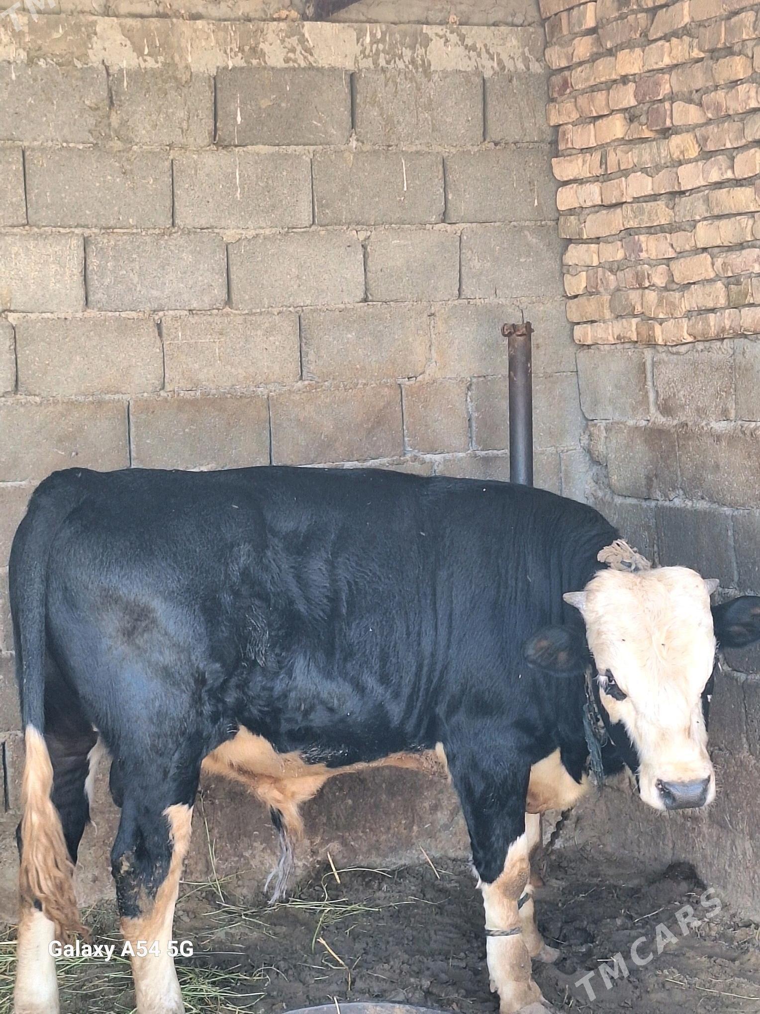 okuz - Gökdepe - img 5