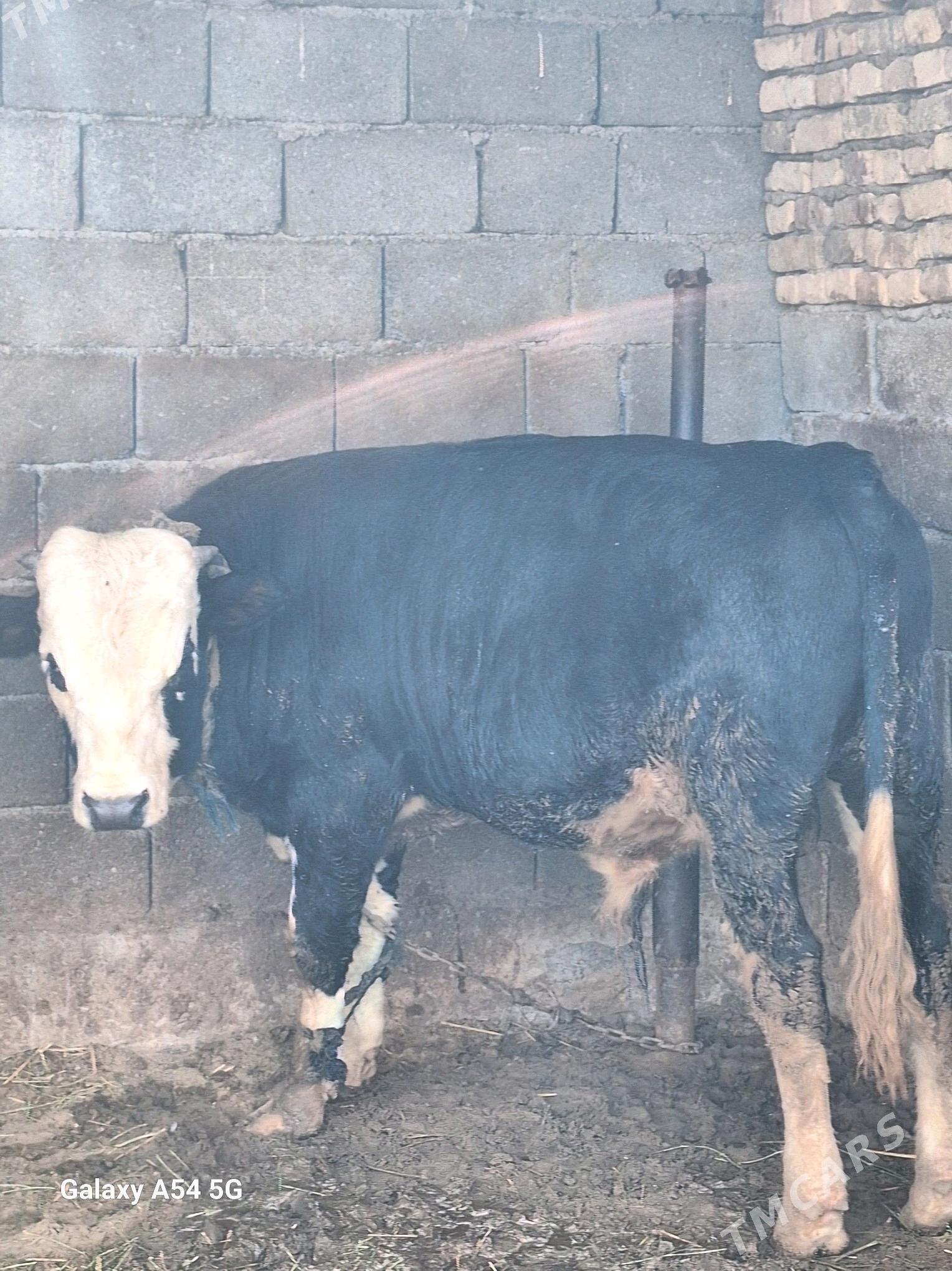 okuz - Gökdepe - img 7