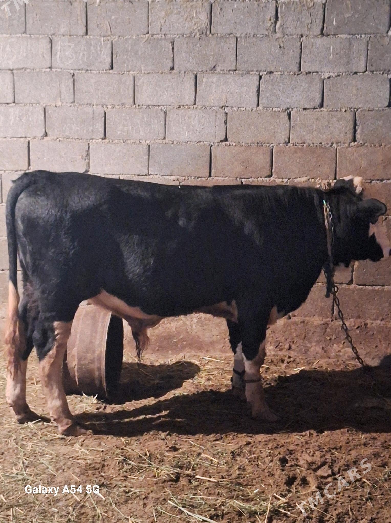 okuz - Gökdepe - img 3