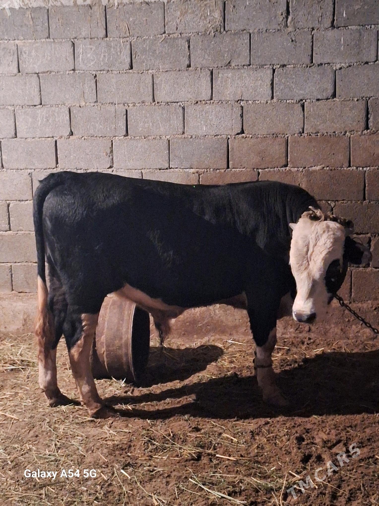 okuz - Gökdepe - img 4