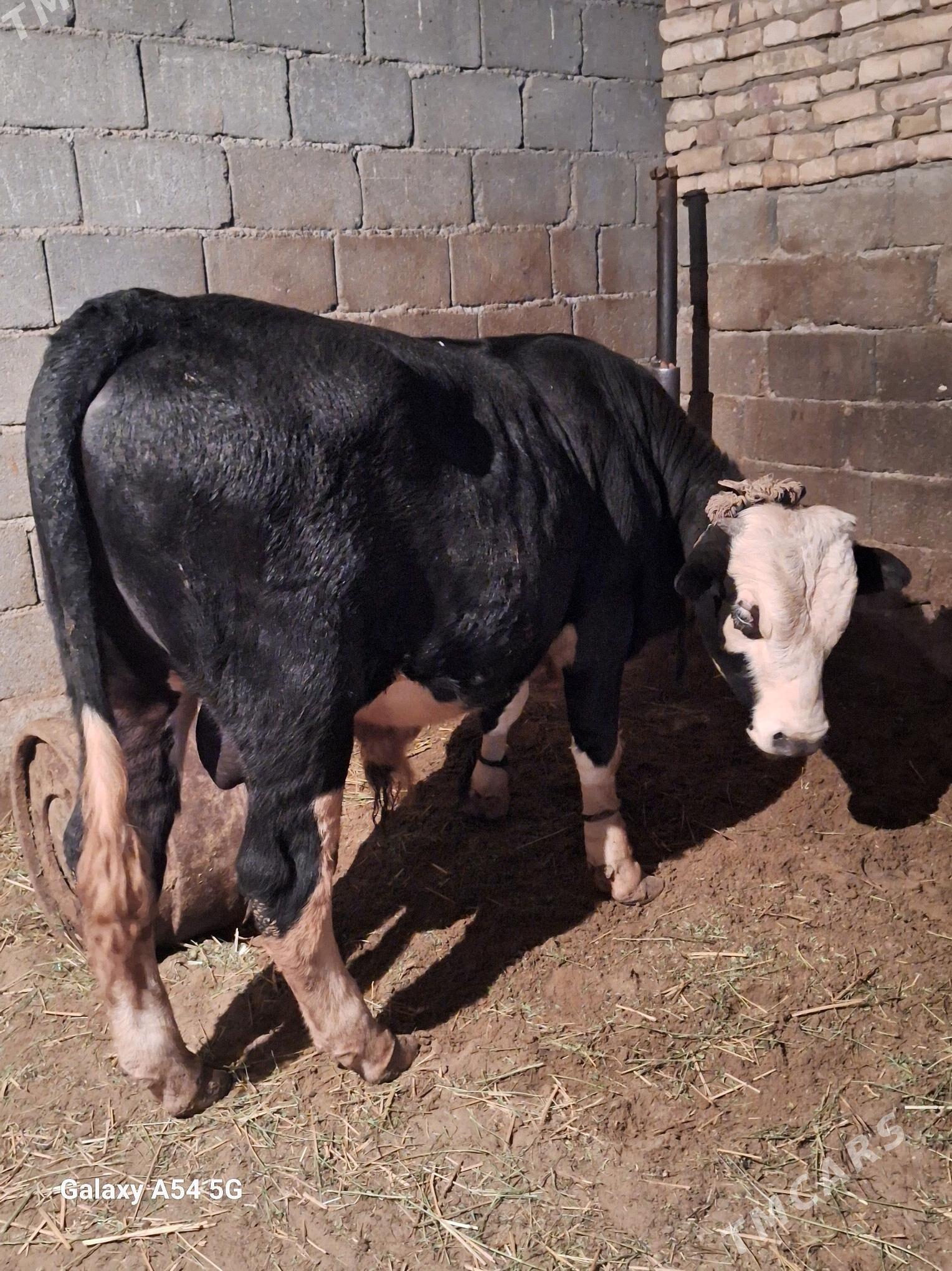 okuz - Gökdepe - img 2