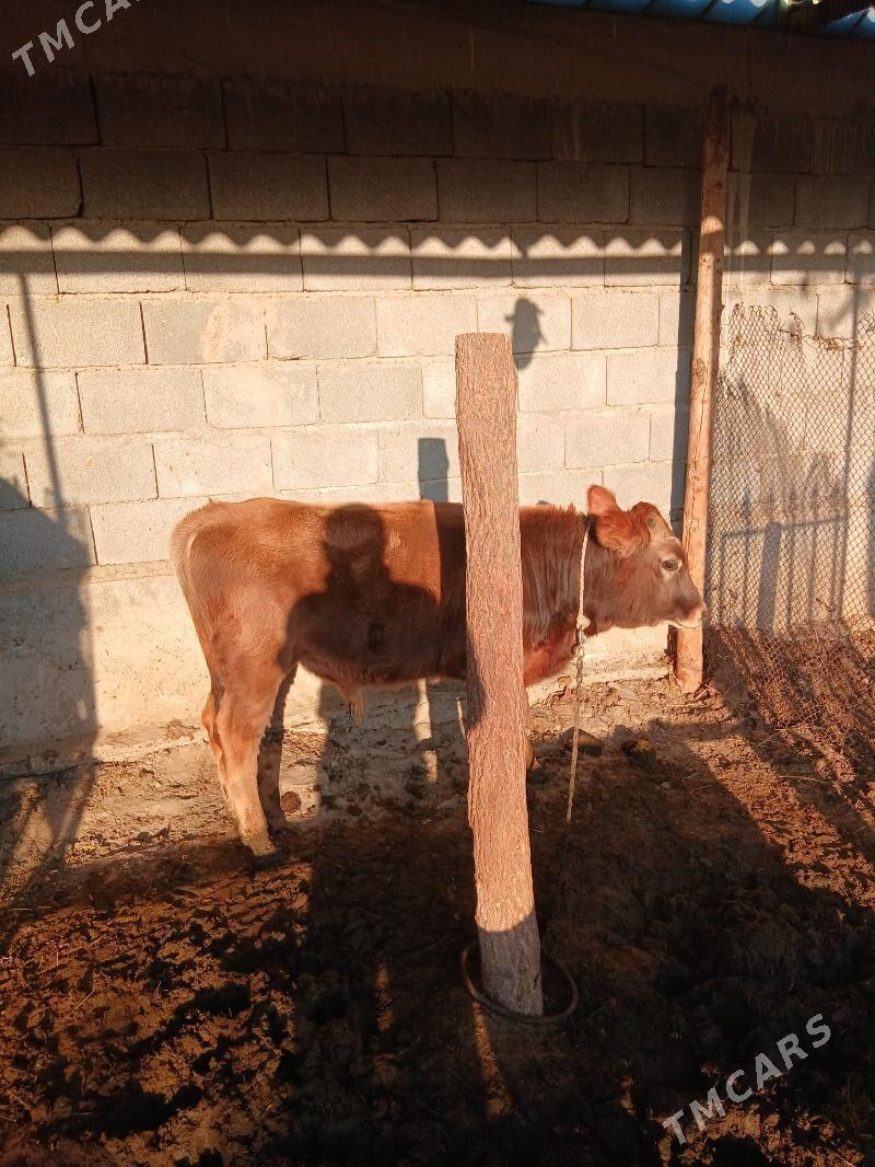 Okuz - Gökdepe - img 2