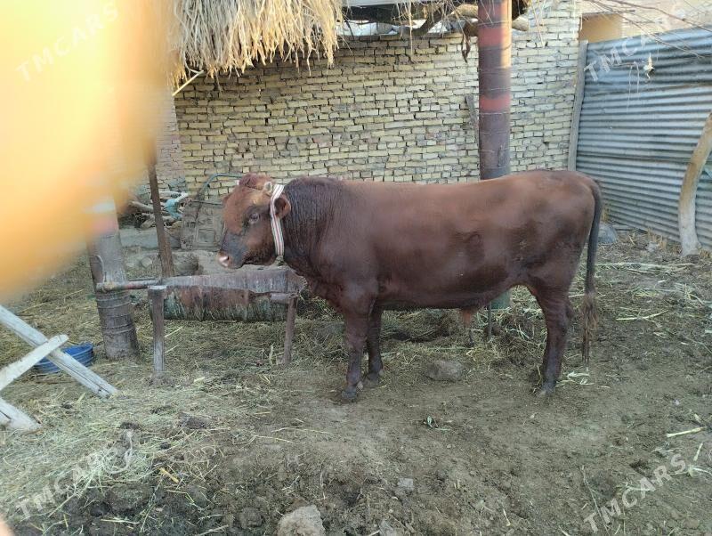 öküz - Farap - img 2