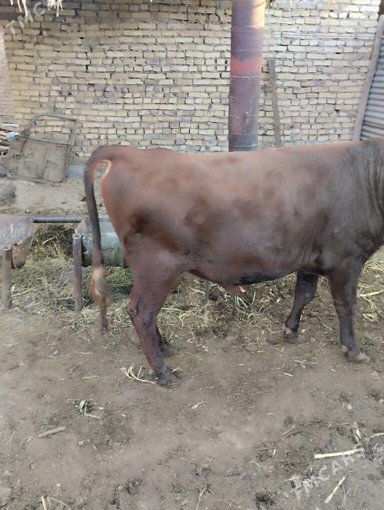 öküz - Farap - img 4