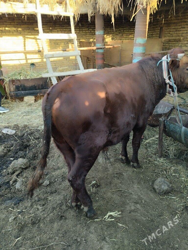 öküz - Farap - img 5