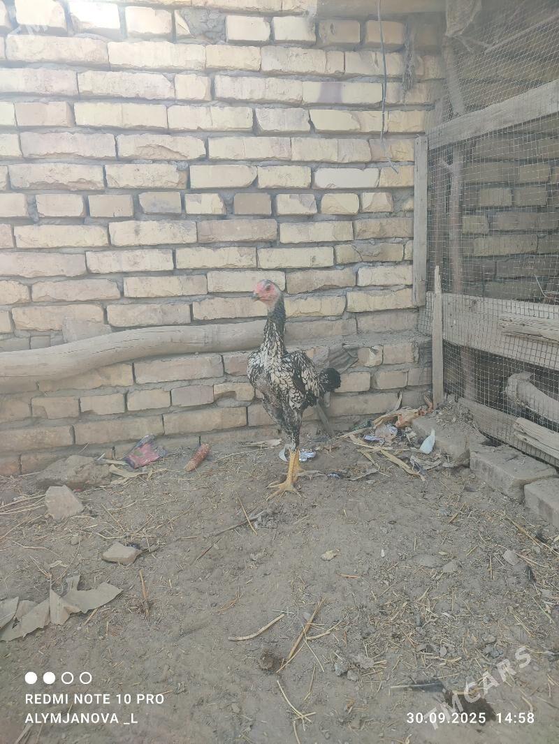 baýes towuk - Керки - img 2