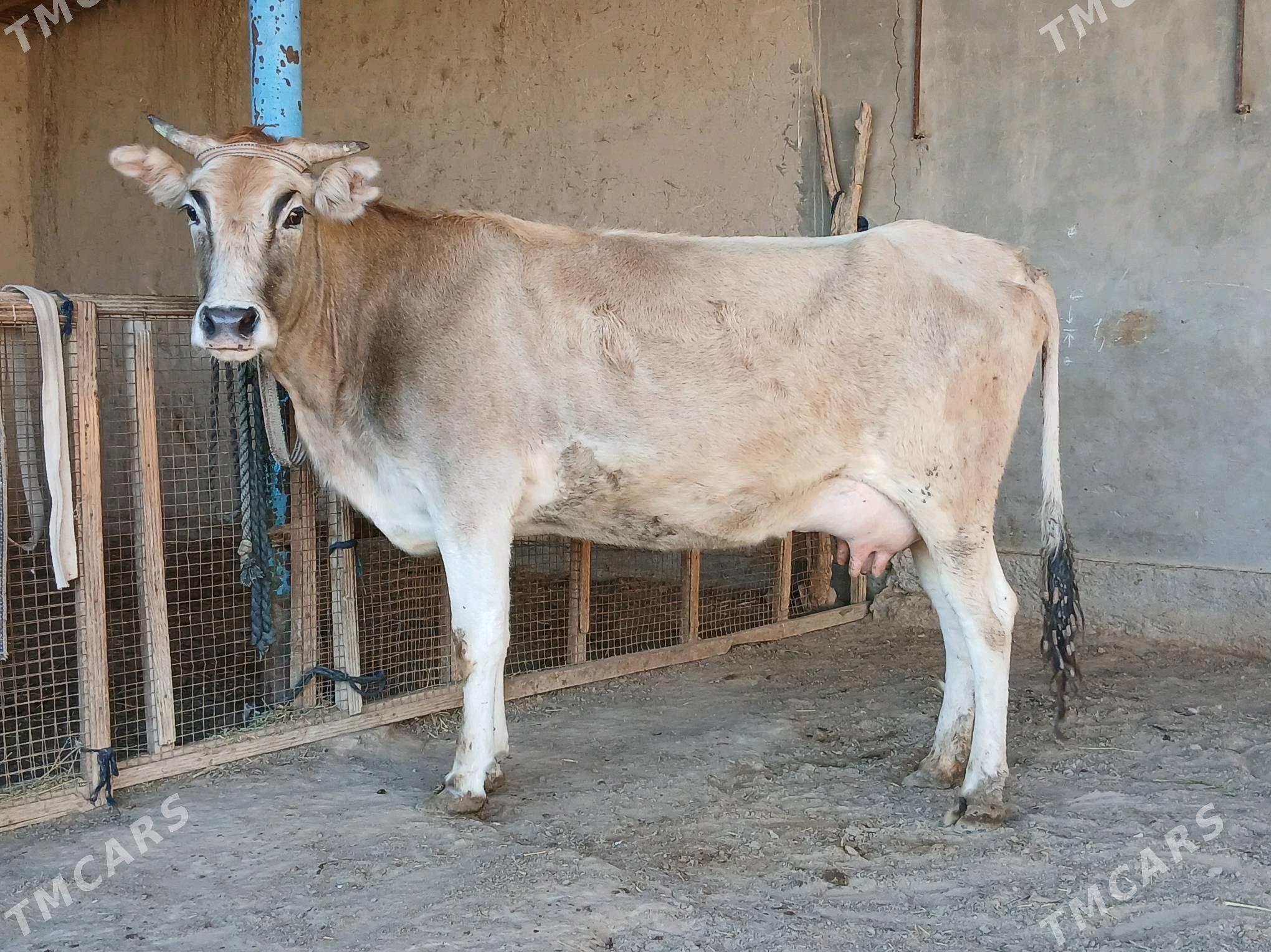 sygyr - Wekilbazar - img 2