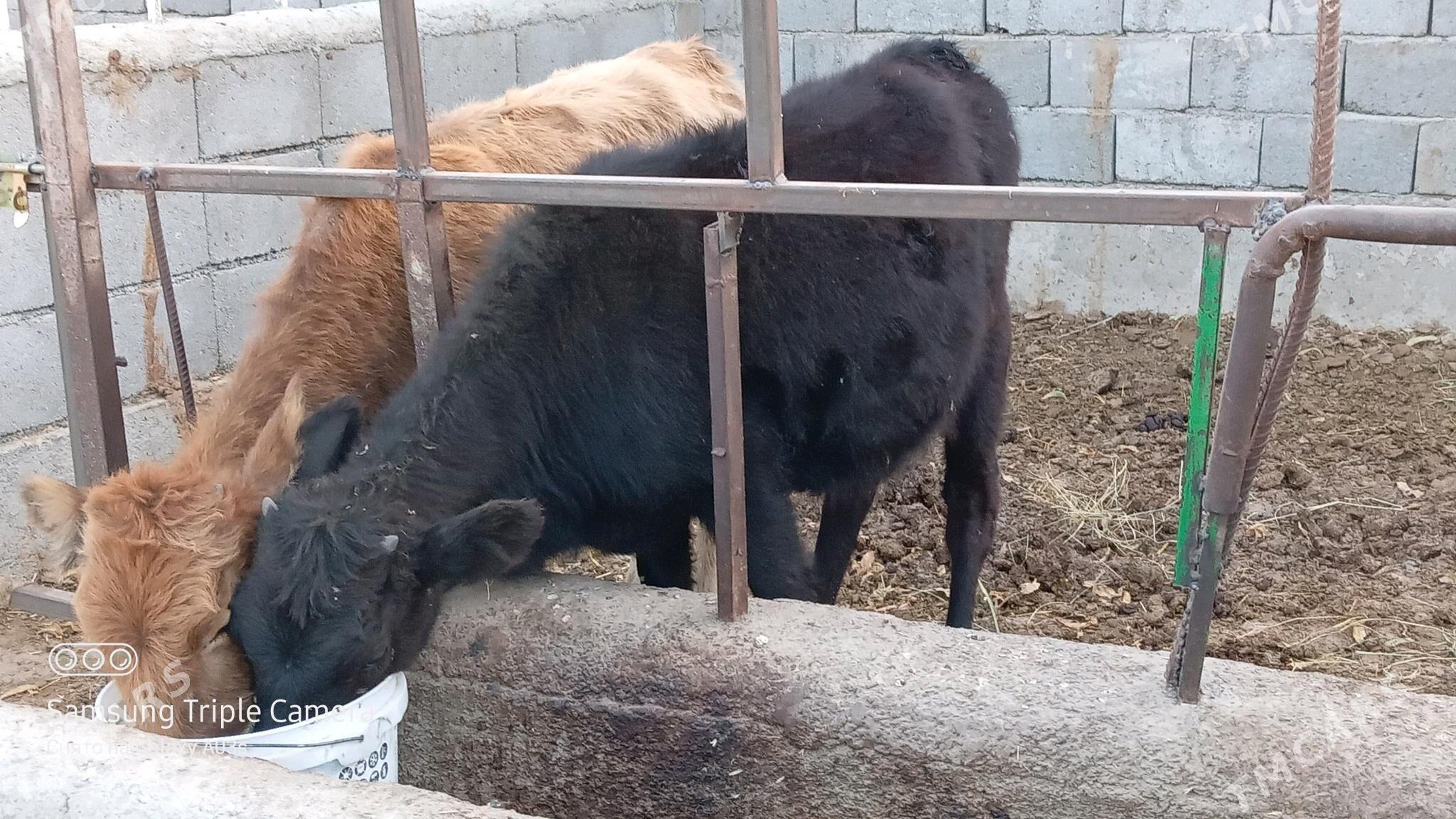 tuwe - Gökdepe - img 1