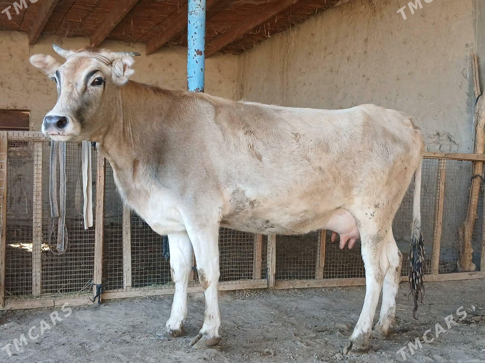 sygyr - Wekilbazar - img 4