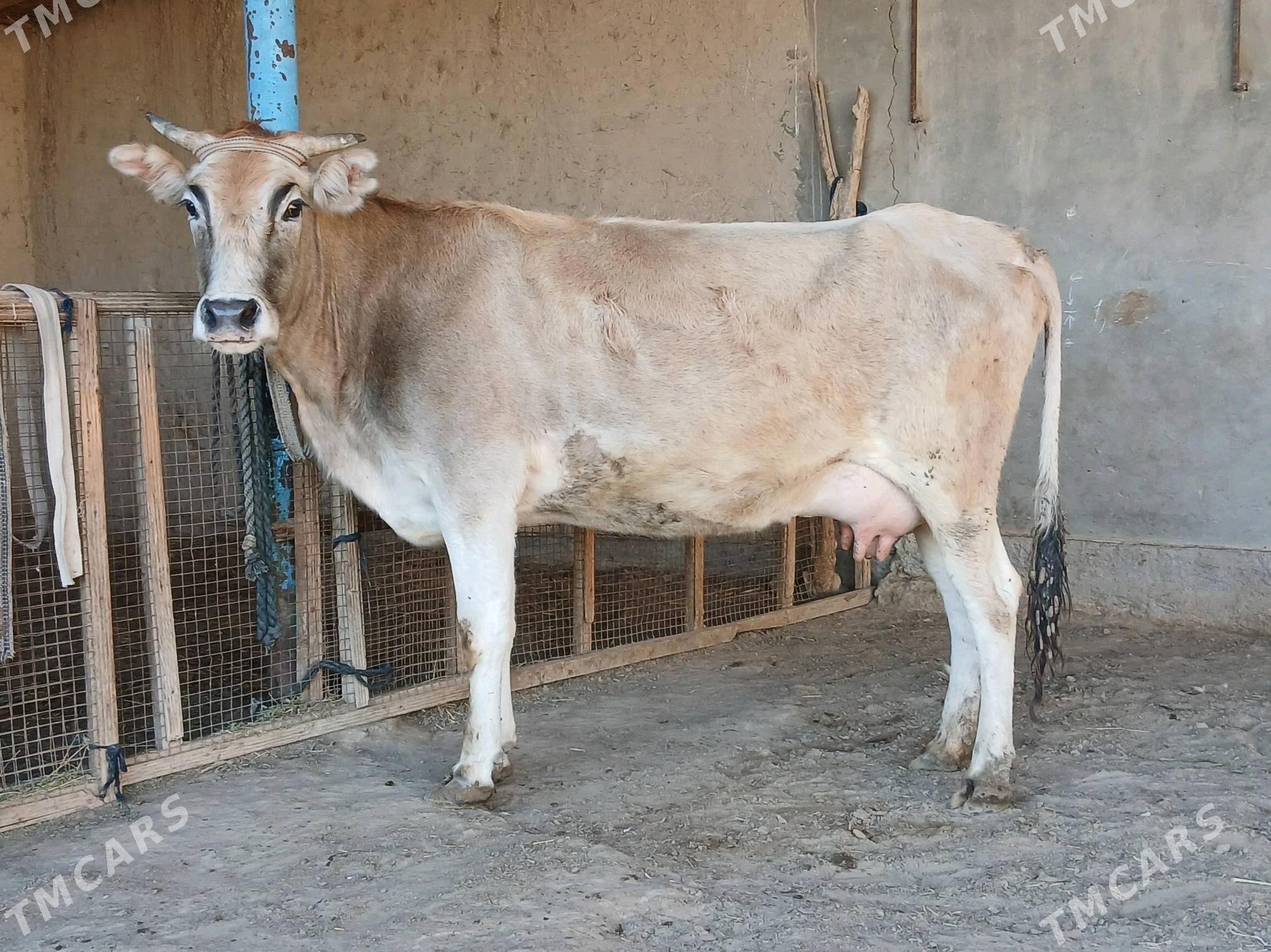 sygyr - Wekilbazar - img 7