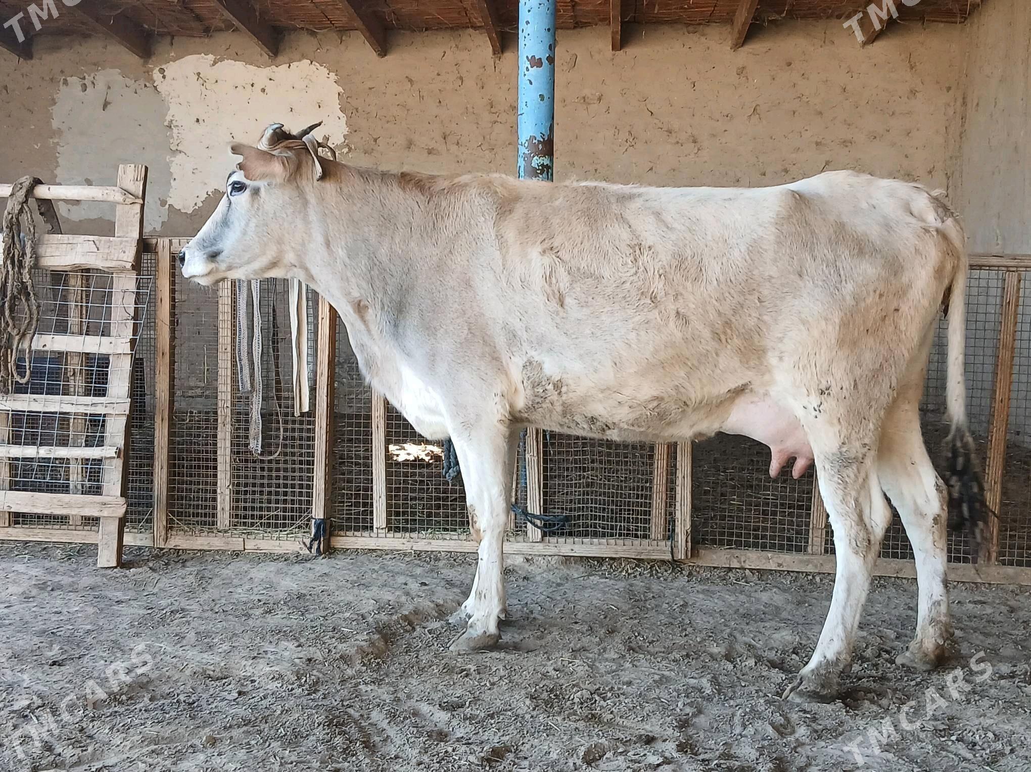 sygyr - Wekilbazar - img 6