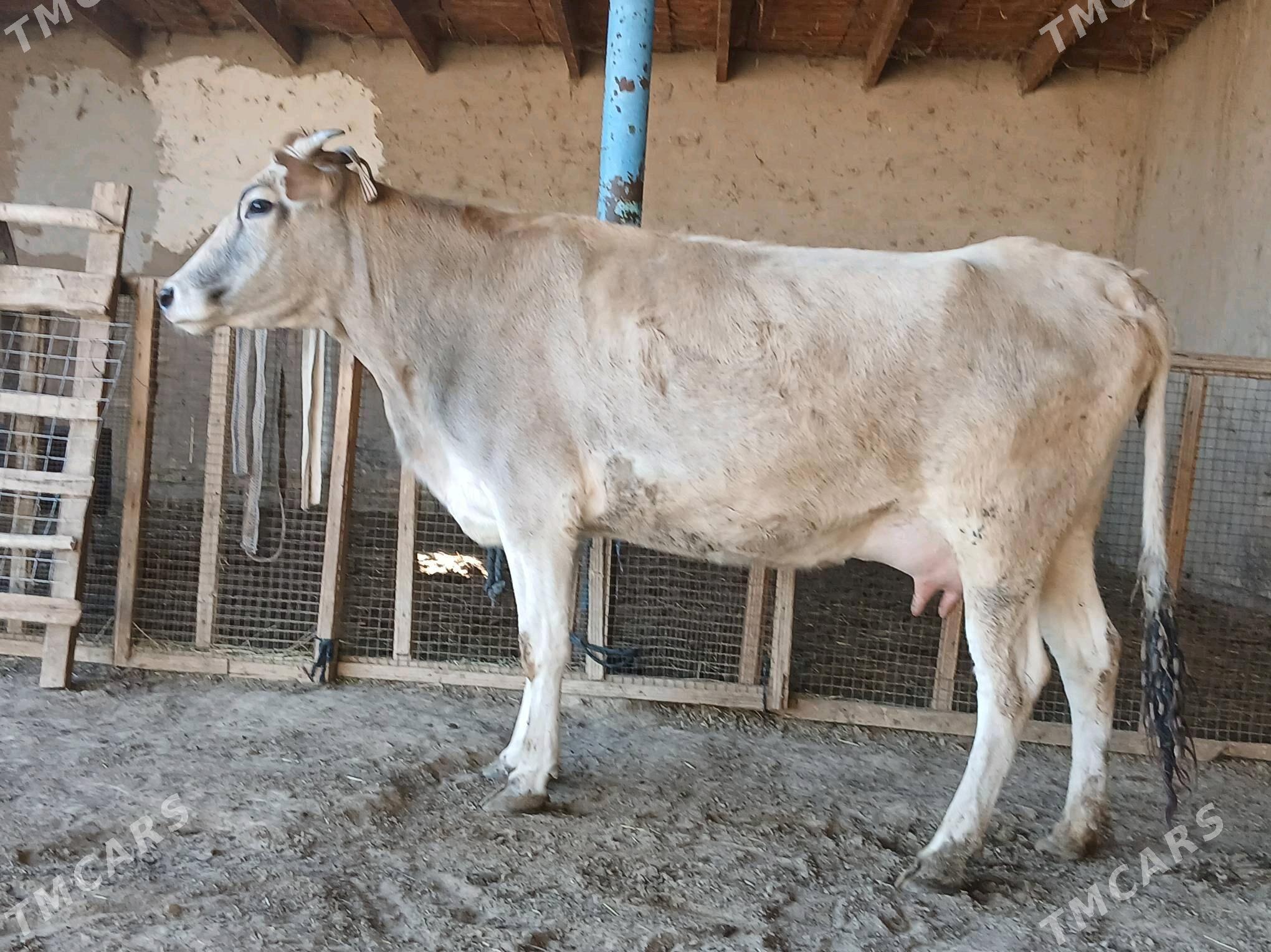 sygyr - Wekilbazar - img 3