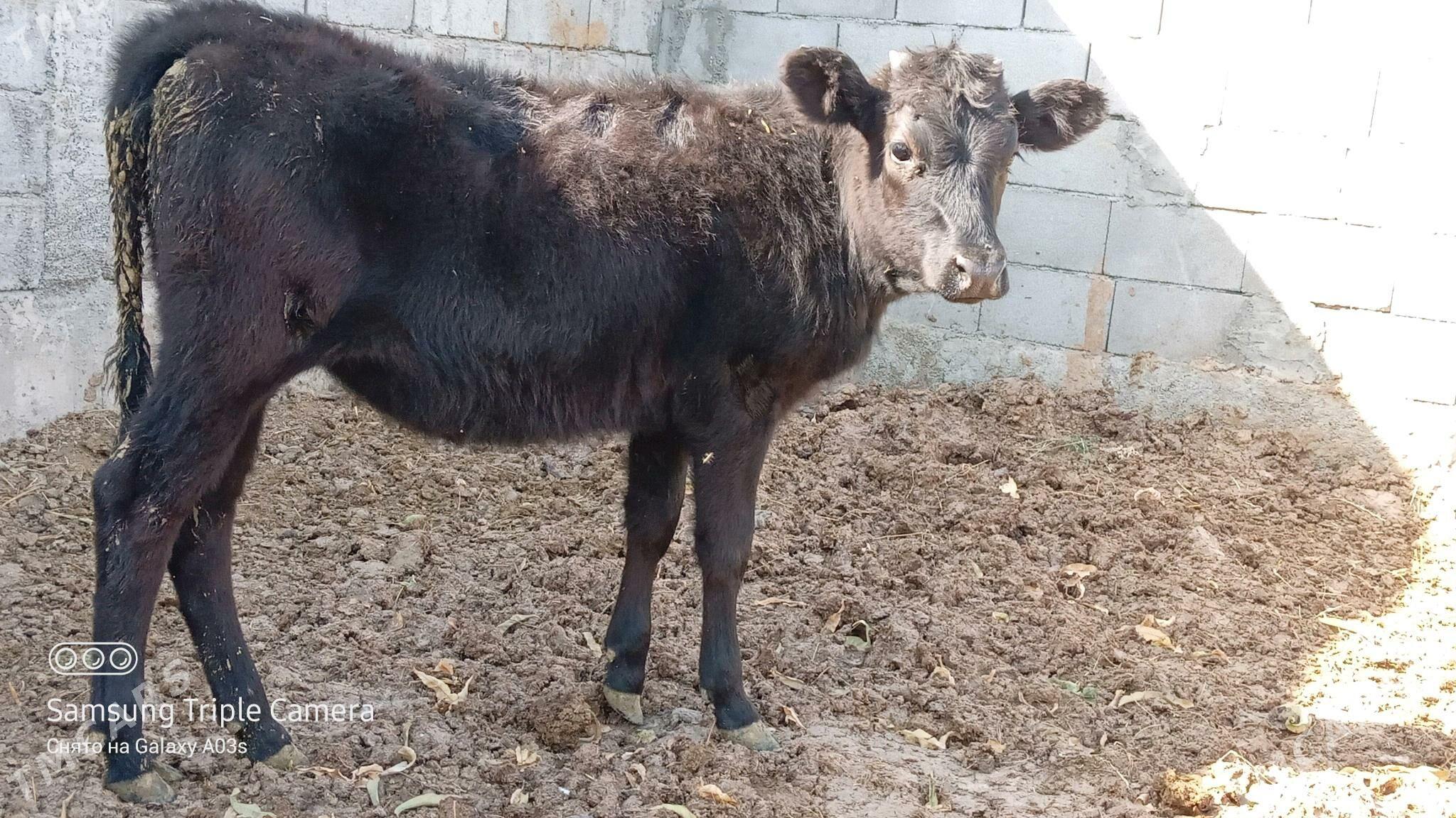 tuwe - Gökdepe - img 2