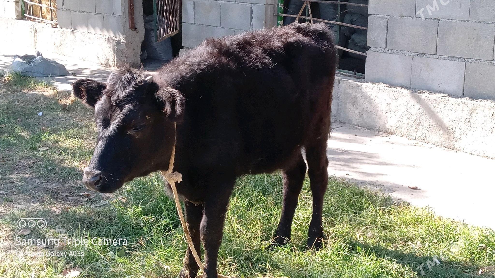 tuwe - Gökdepe - img 3