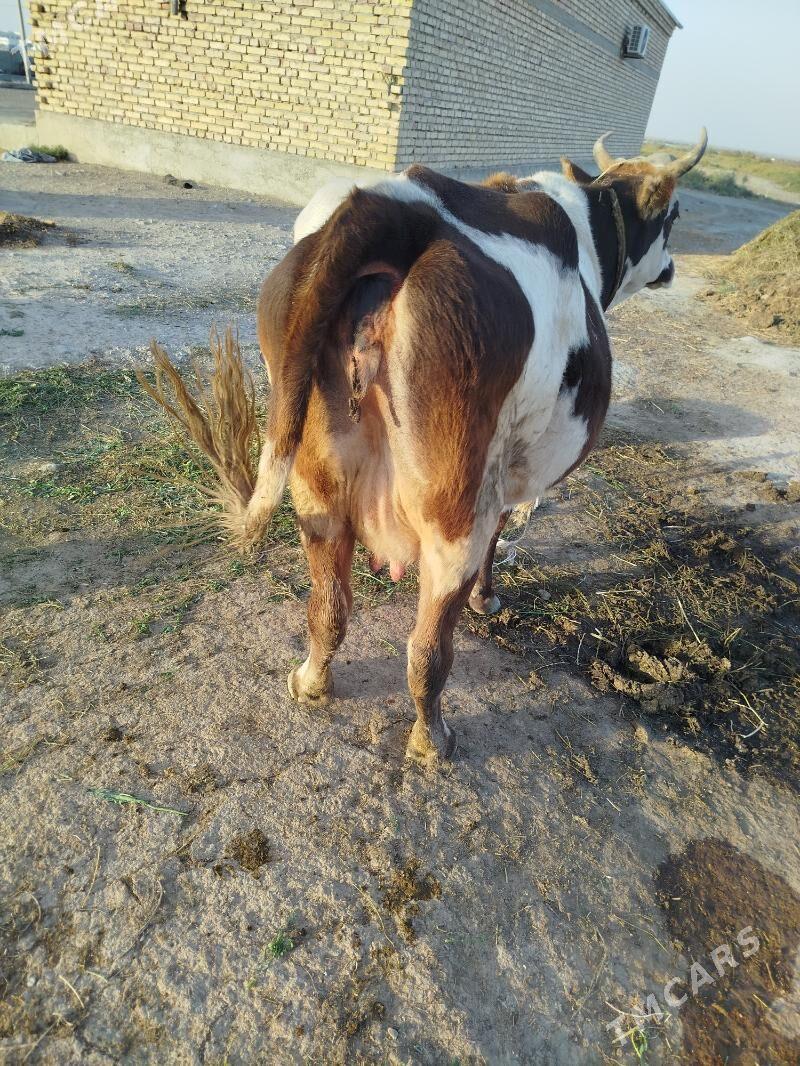 goleli sygyr - Бахарден - img 3